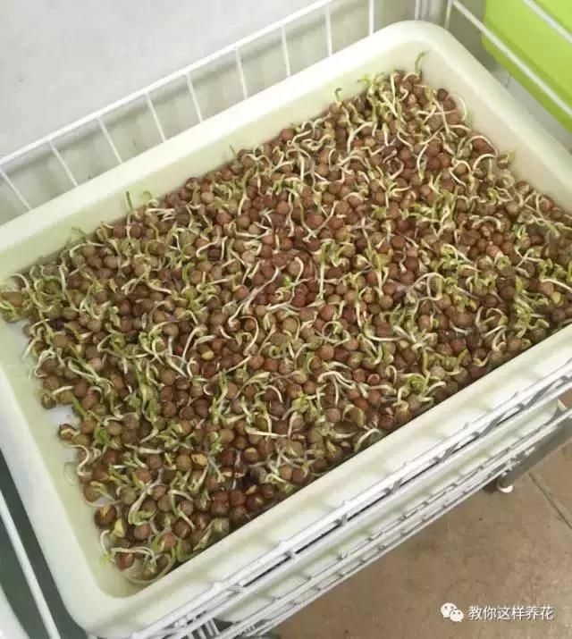 学会A4纸上种菜 在家就能做菜农 一年吃不完