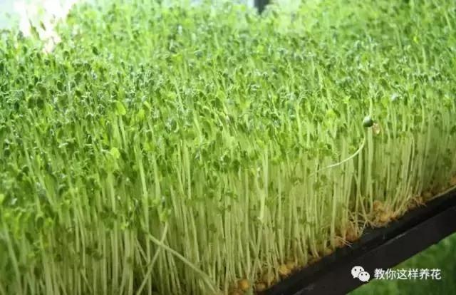 学会A4纸上种菜 在家就能做菜农 一年吃不完