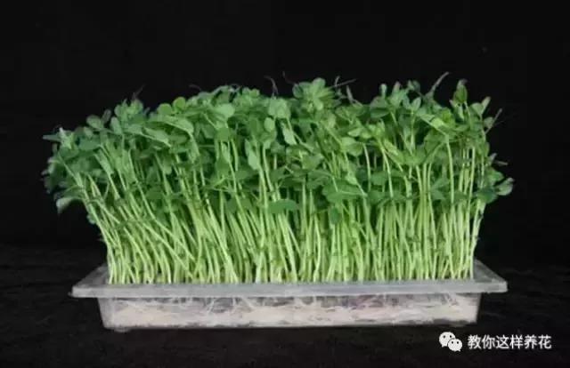学会A4纸上种菜 在家就能做菜农 一年吃不完