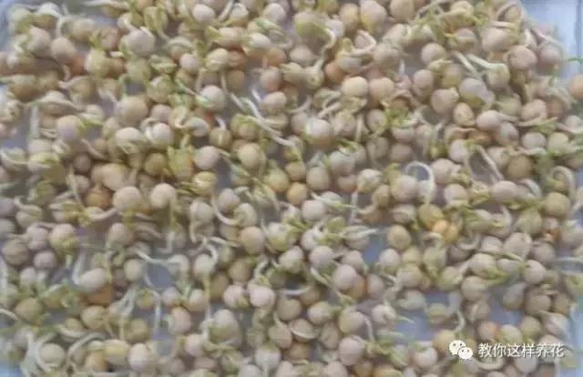 学会A4纸上种菜 在家就能做菜农 一年吃不完