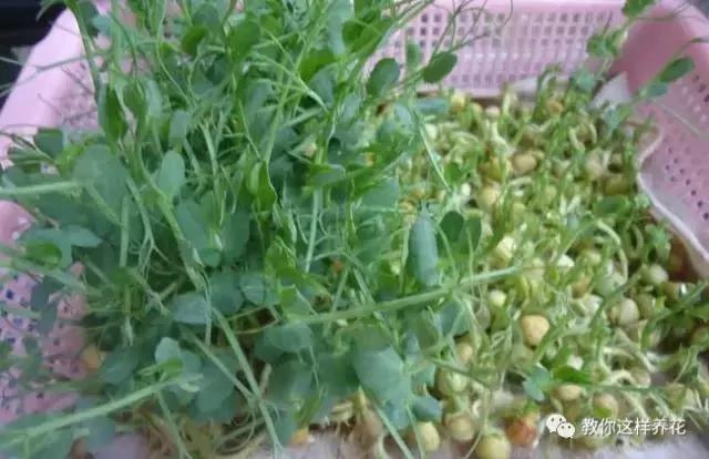 学会A4纸上种菜 在家就能做菜农 一年吃不完