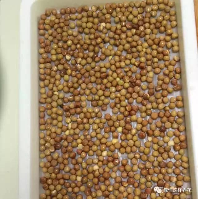 学会A4纸上种菜 在家就能做菜农 一年吃不完