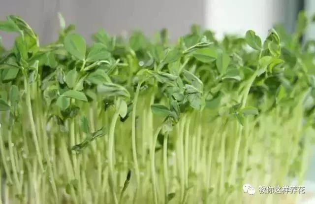 学会A4纸上种菜 在家就能做菜农 一年吃不完