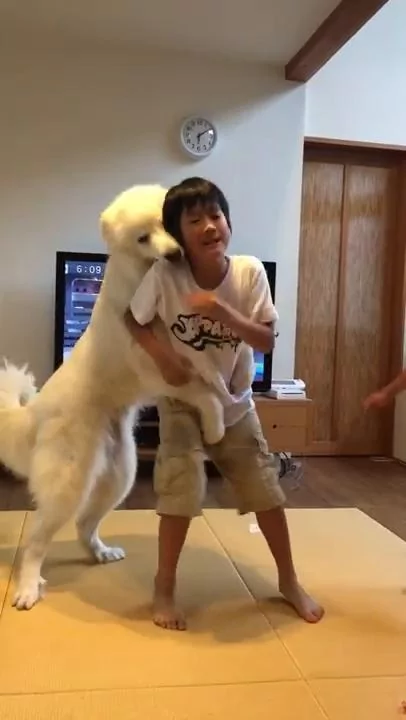 两兄弟打架大白熊犬劝架成功大家超赞 好狗狗 阿波罗新闻网