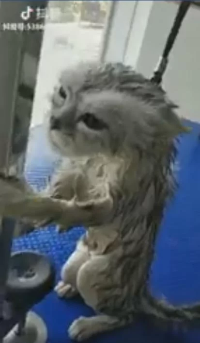 喵喵洗完澡全身湿 一脸“放弃猫生”的表情呆望窗外:本喵不想活了!