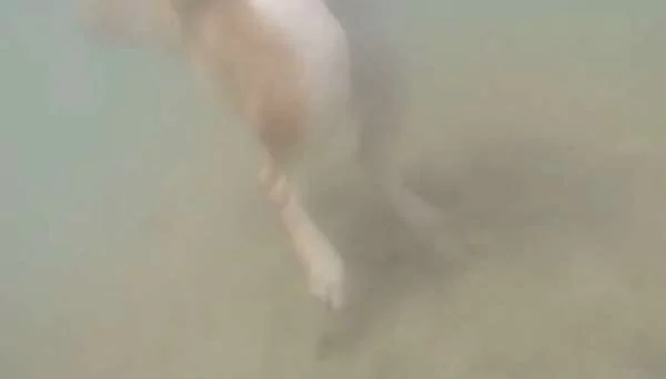 主人带柴柴到溪边玩水消暑 它敷衍的泳姿搭配一脸无辜的表情 笑翻网友!