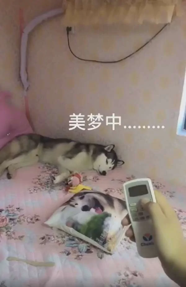 狗狗超爱睡 给吃罐罐和肉肉都无动于衷 最后主人拿出遥控器后秒醒!