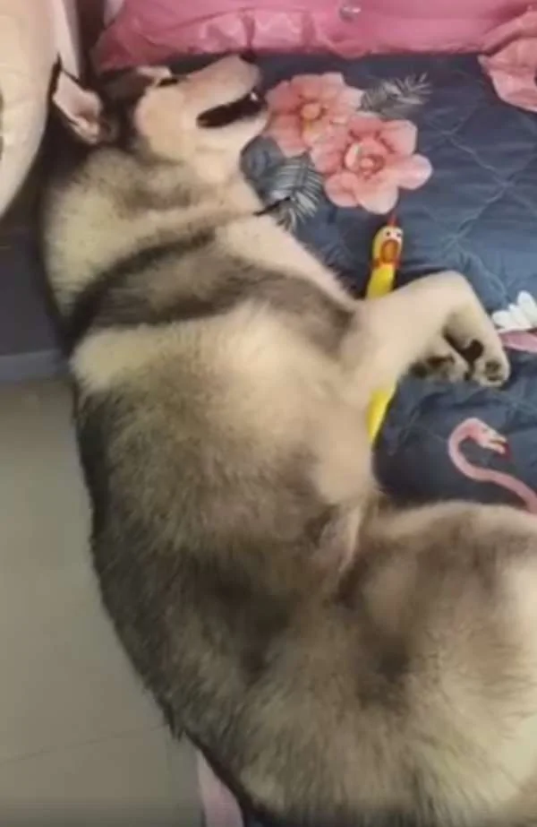 狗狗超爱睡 给吃罐罐和肉肉都无动于衷 最后主人拿出遥控器后秒醒!