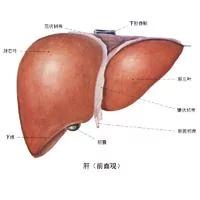 五种症状帮你自测有没有得肝病
