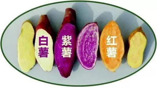 Ta常常被忽略 却养活了世界七分之一的人口