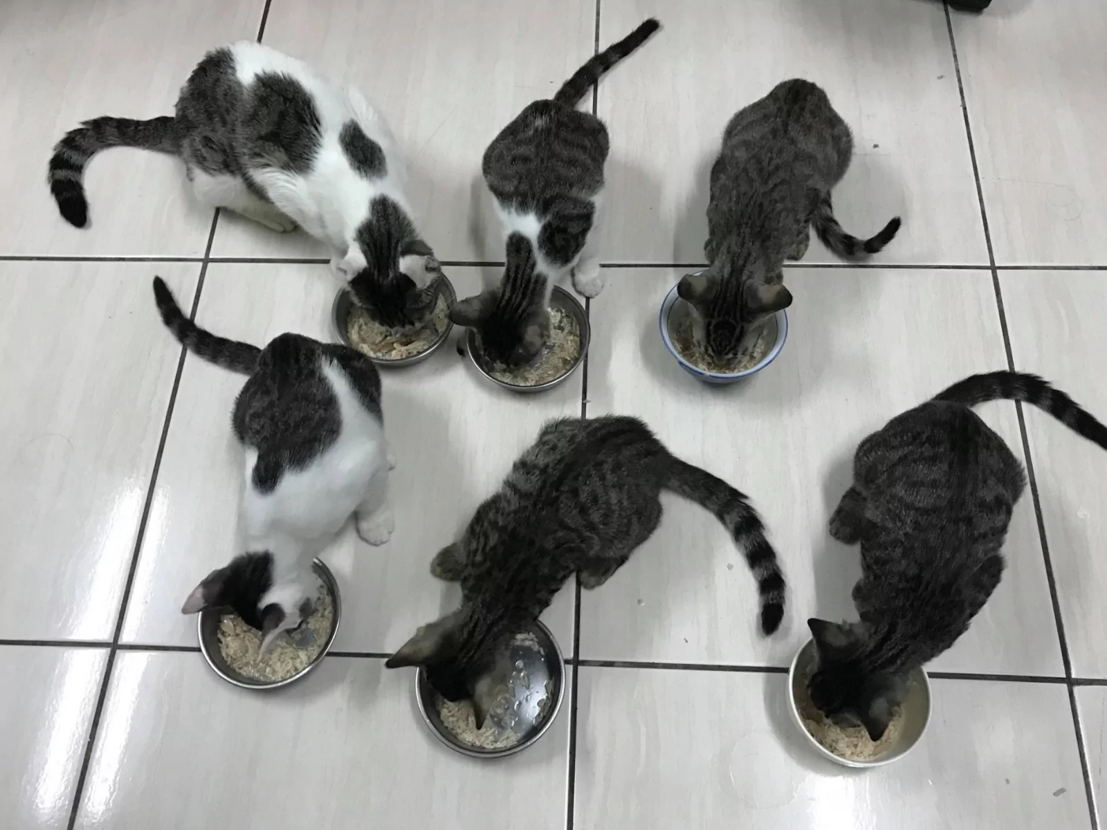 5只小猫咪抢喝奶 猫妈眼神呆滞:老娘要被榨干了!