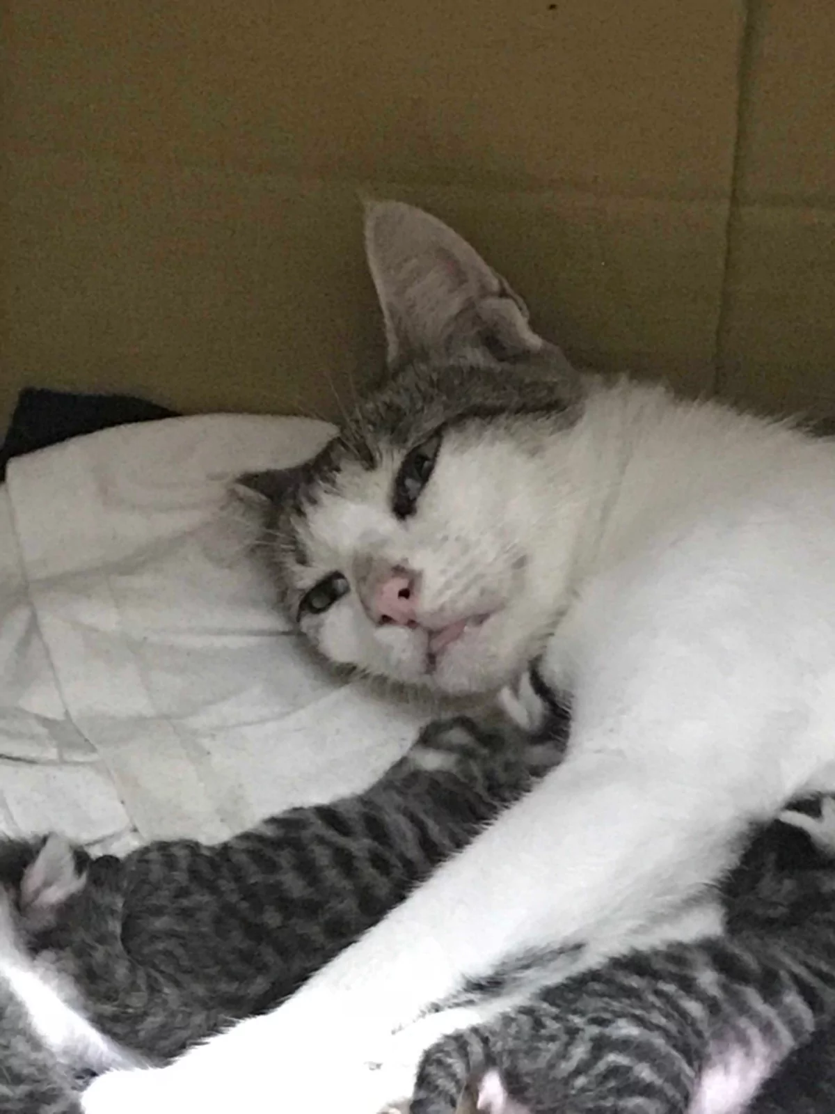 5只小猫咪抢喝奶 猫妈眼神呆滞:老娘要被榨干了!