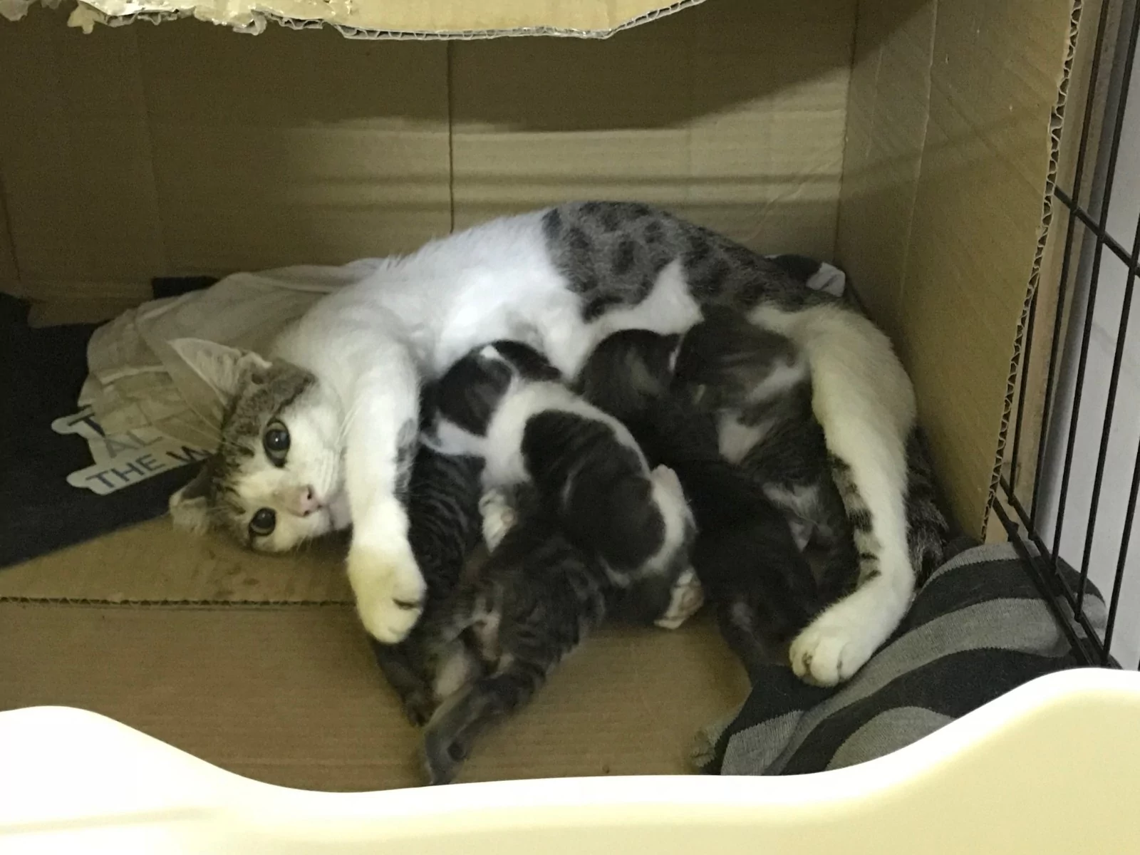 5只小猫咪抢喝奶 猫妈眼神呆滞:老娘要被榨干了!