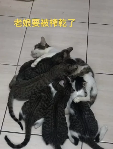 5只小猫咪抢喝奶 猫妈眼神呆滞:老娘要被榨干了!