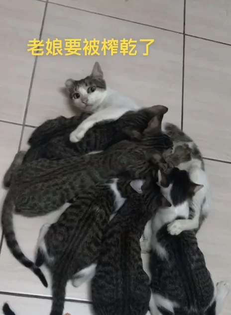 5只小猫咪抢喝奶 猫妈眼神呆滞:老娘要被榨干了!