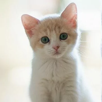 主人在厨房做饭 突然听到猫咪惨叫 跑出去一看 笑翻了!