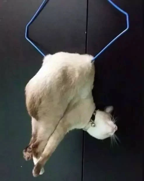 主人在厨房做饭 突然听到猫咪惨叫 跑出去一看 笑翻了!