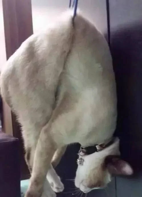 主人在厨房做饭 突然听到猫咪惨叫 跑出去一看 笑翻了!