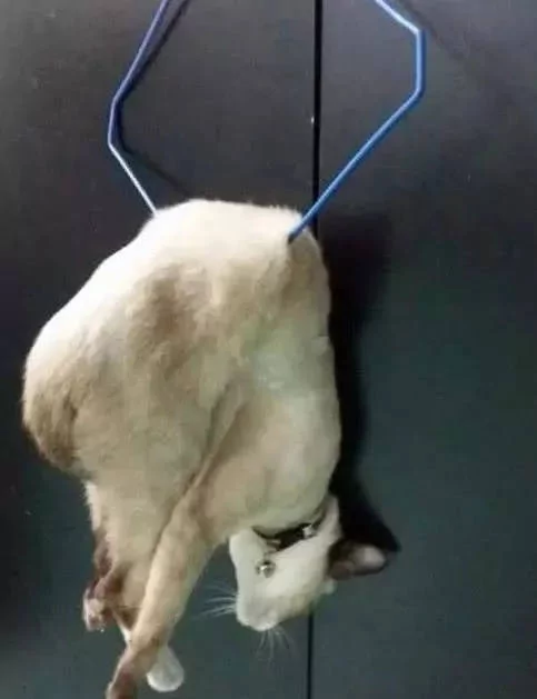 主人在厨房做饭 突然听到猫咪惨叫 跑出去一看 笑翻了!