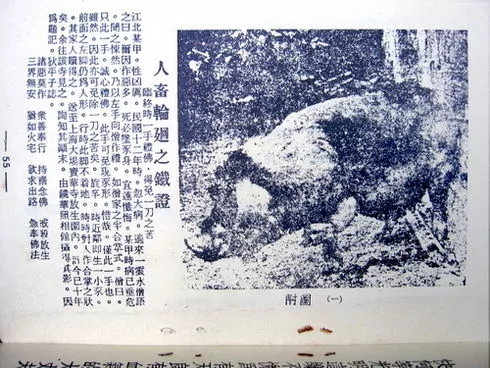 欠债还敢不还?转生动物来还债 真人实事!