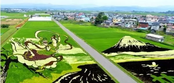 日本87岁老人竟用50年 只做一碗白米饭!
