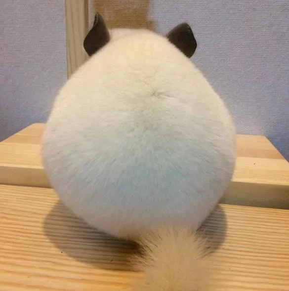 圆滚滚龙猫“总喜欢背对”主人 伸手戳一下 “转过身的瞬间”完全被电晕!
