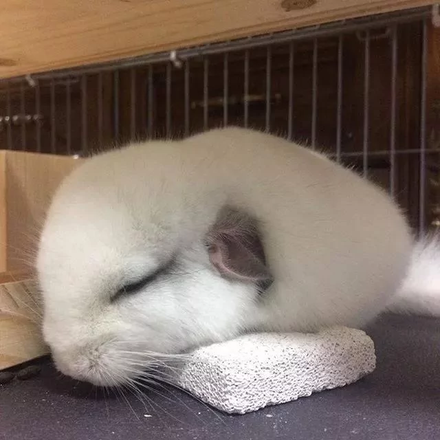 圆滚滚龙猫“总喜欢背对”主人 伸手戳一下 “转过身的瞬间”完全被电晕!