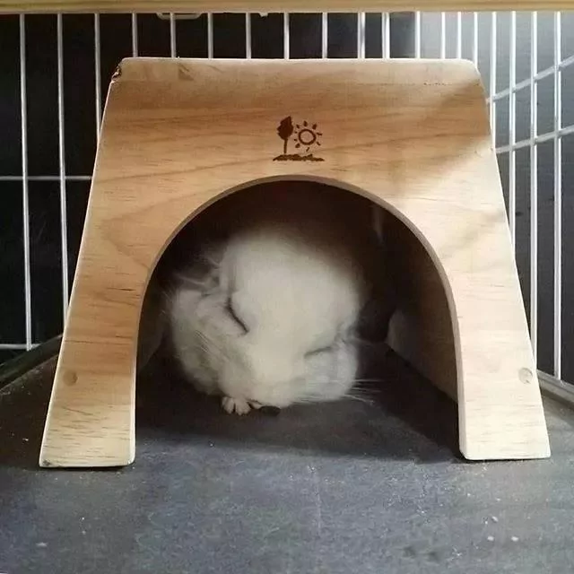 圆滚滚龙猫“总喜欢背对”主人 伸手戳一下 “转过身的瞬间”完全被电晕!