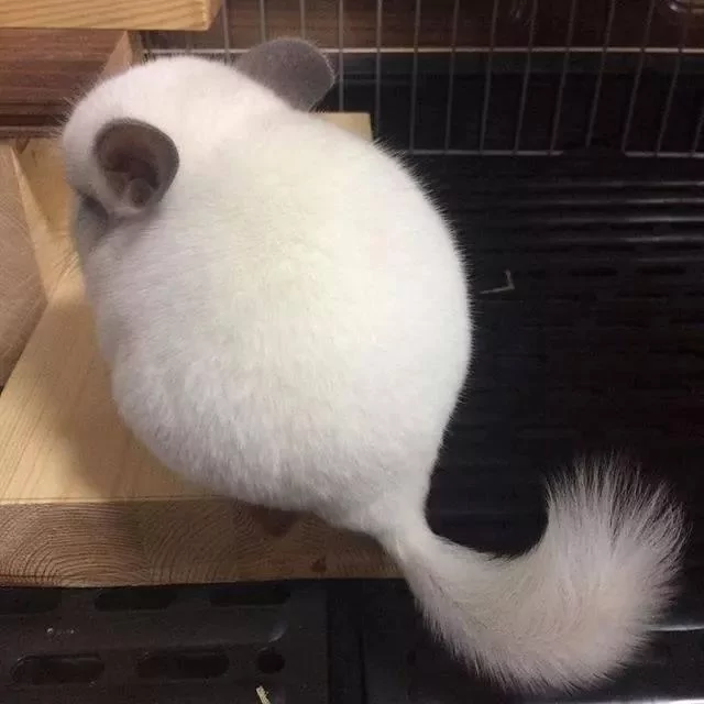 圆滚滚龙猫“总喜欢背对”主人 伸手戳一下 “转过身的瞬间”完全被电晕!