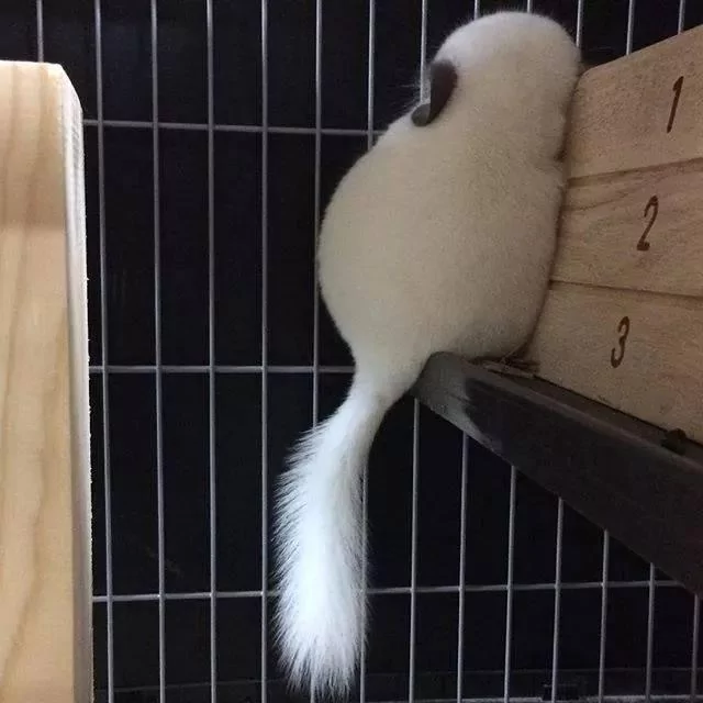 圆滚滚龙猫“总喜欢背对”主人 伸手戳一下 “转过身的瞬间”完全被电晕!