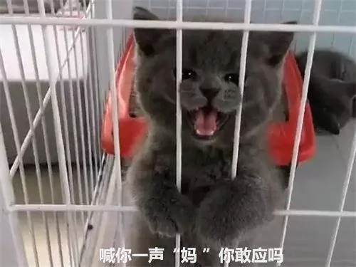 女孩逛宠物店 本想养只狗 却“被迫”买了这只猫!