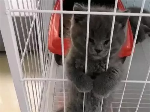 女孩逛宠物店 本想养只狗 却“被迫”买了这只猫!