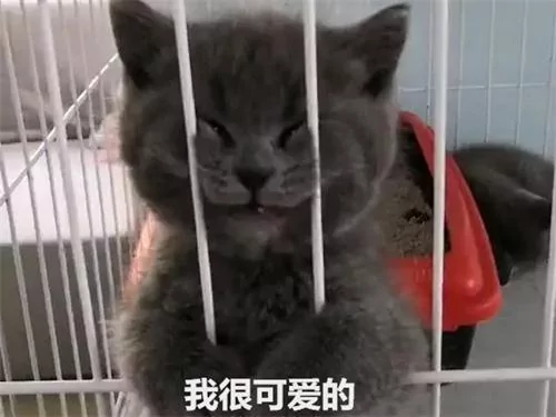女孩逛宠物店 本想养只狗 却“被迫”买了这只猫!