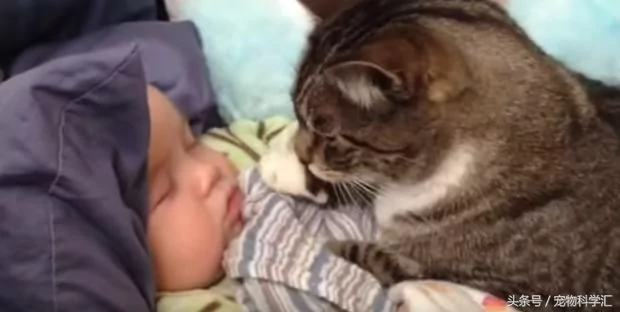 以为喵星人“趁宝宝熟睡”想偷袭 没想到下一秒却夺走宝宝的初吻!