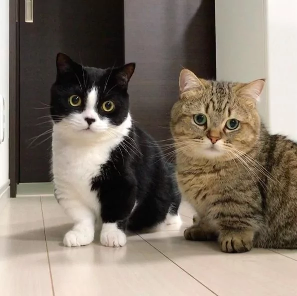 猫咪看电视突然学狗汪汪叫 网友笑翻:是工读生吧!