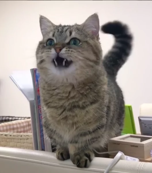 猫咪看电视突然学狗汪汪叫 网友笑翻:是工读生吧!