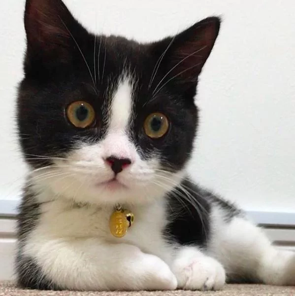猫咪看电视突然学狗汪汪叫 网友笑翻:是工读生吧!