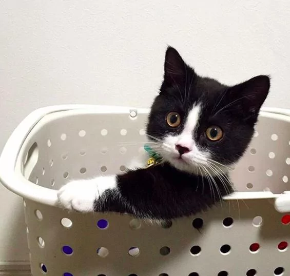 猫咪看电视突然学狗汪汪叫 网友笑翻:是工读生吧!