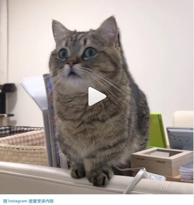 猫咪看电视突然学狗汪汪叫 网友笑翻:是工读生吧!