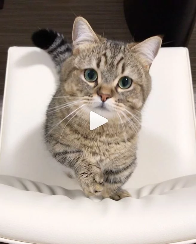 猫咪看电视突然学狗汪汪叫 网友笑翻:是工读生吧!