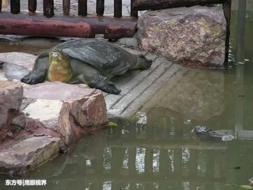 全球仅剩3只的“神兽” “一公一母”在中国 不生孩子让人着急