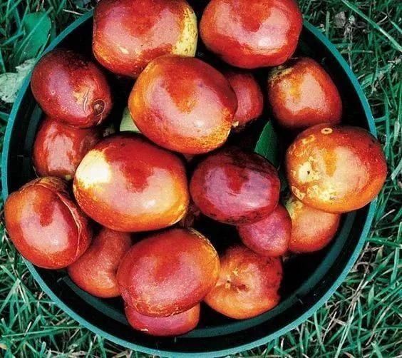 入秋后常吃10种宝 胜过冬虫和夏草