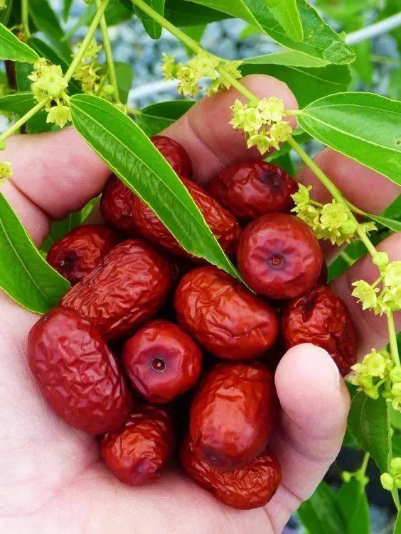 入秋后常吃10种宝 胜过冬虫和夏草