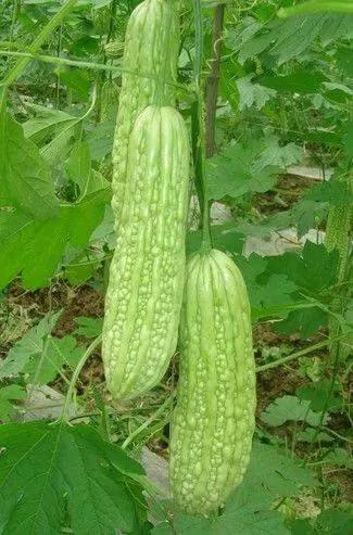 入秋后常吃10种宝 胜过冬虫和夏草