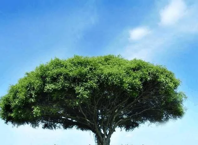 这不是一片森林 而是一棵树 直径约500米