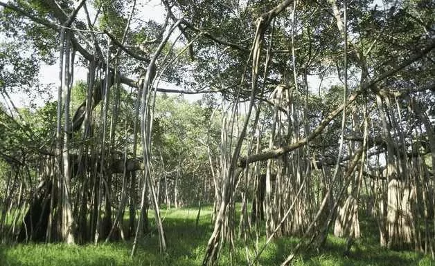 这不是一片森林 而是一棵树 直径约500米