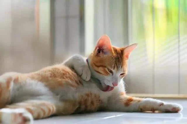 猫咪并不用吃化毛膏 现在才知道真相 被骗了那么久!