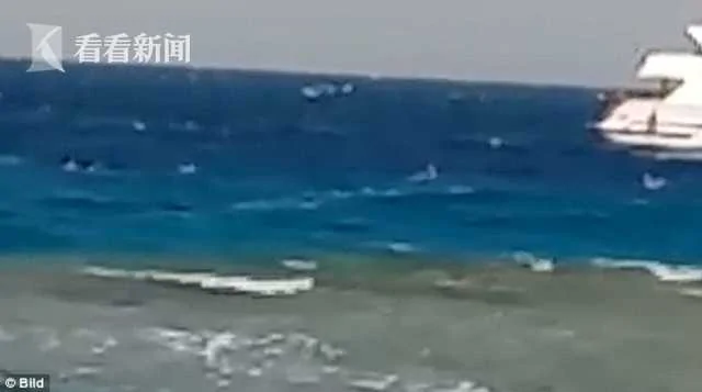 导游无视风浪让女子和海豚游泳 被卷螺旋桨险死!