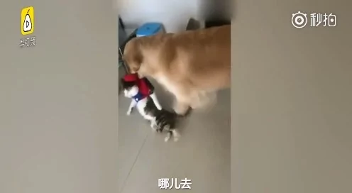 有它没我!金金叼小猫往门口走 女主人无奈喊:又哪里惹你了?