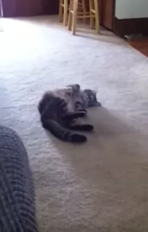 主人唱歌大走音!猫咪受不了 在地上打滚 最后大口咬下去:不要唱啊!